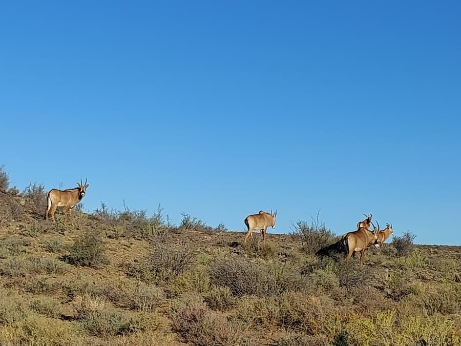 Roan antelope on a Karoo ridge at Hartsrust