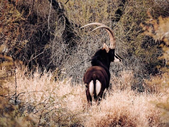 Sable bull in the bush at Hartsrust